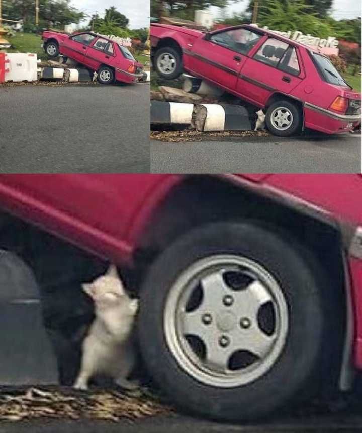 Deretan foto Kucing